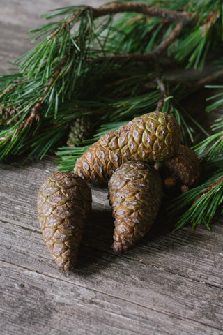 5 frische Pinienzapfen frisch, geschlossen