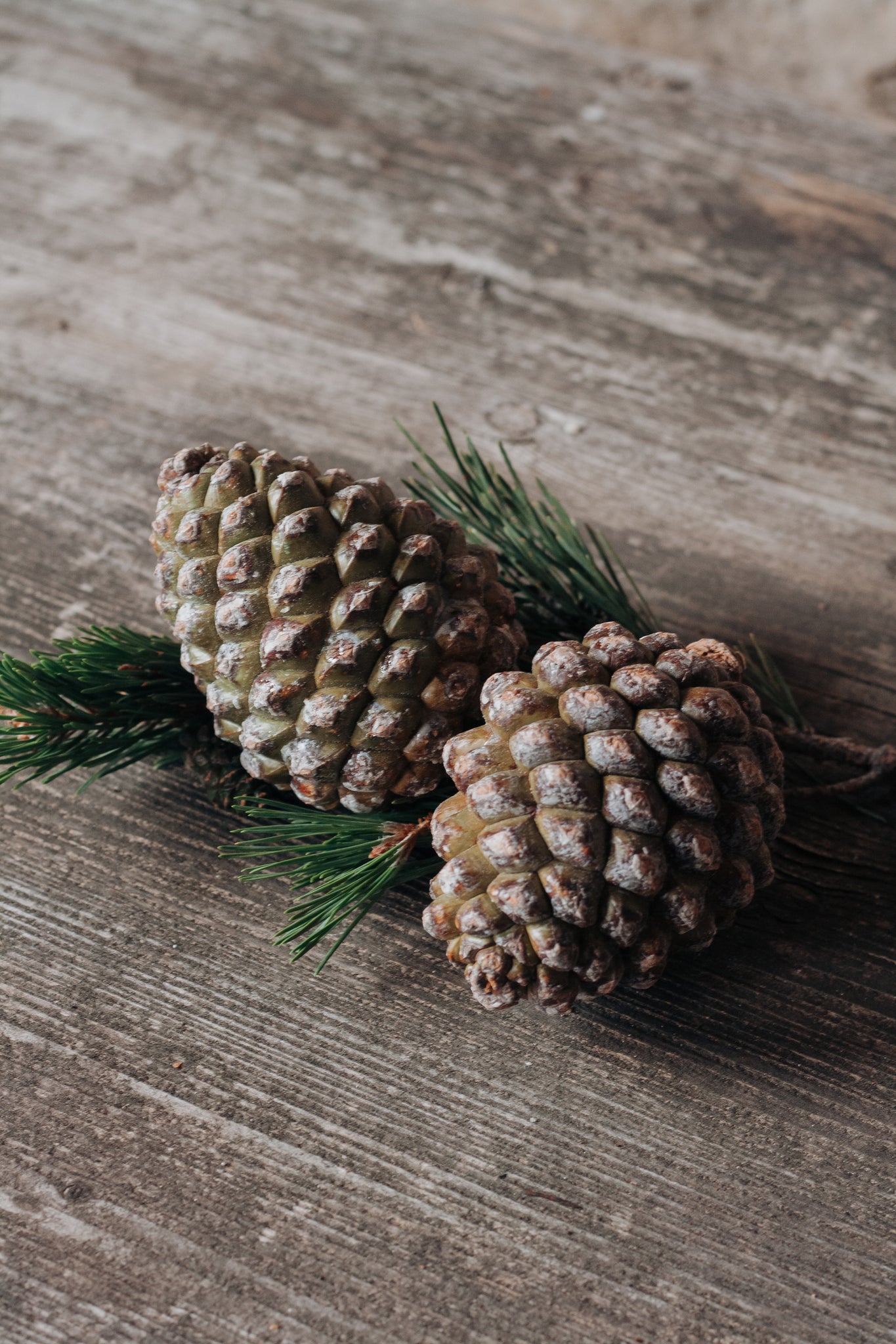 Pinienzapfen frisch