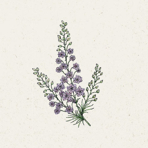 JORA DAHL Blumensamen Rittersporn "Misty Lavender"