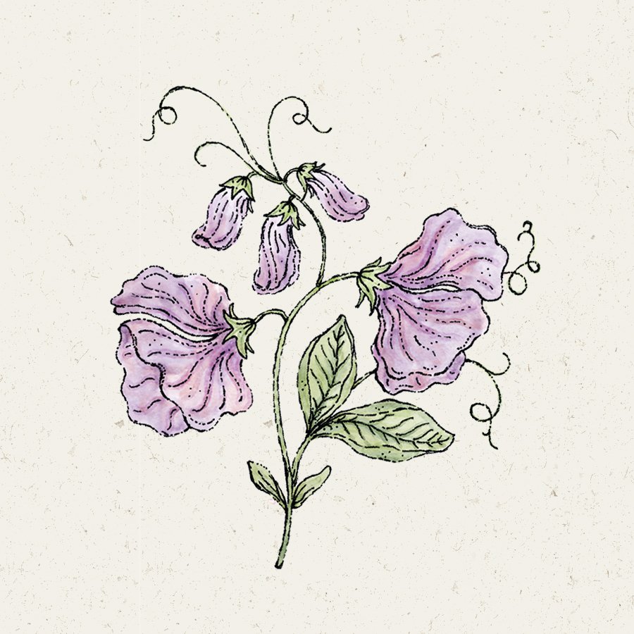 JORA DAHL Blumensamen Duftwicke "elegance lavender"